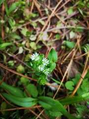 Stellaria media