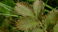 Argentina anserinoides