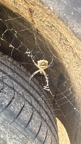 Silver Garden Orbweaver