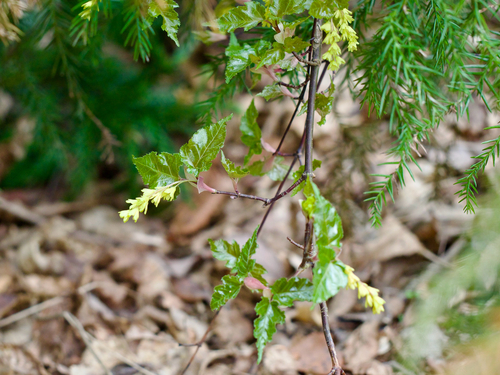 Acer crataegifolium, photograph 6