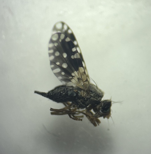 Spathulina sicula