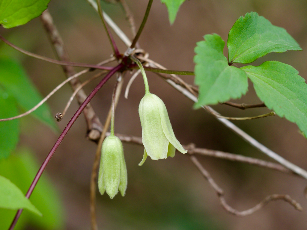 Clematis japonica