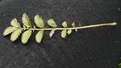 Argentina anserinoides