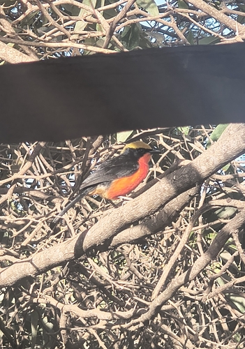 Yellow-crowned Gonolek