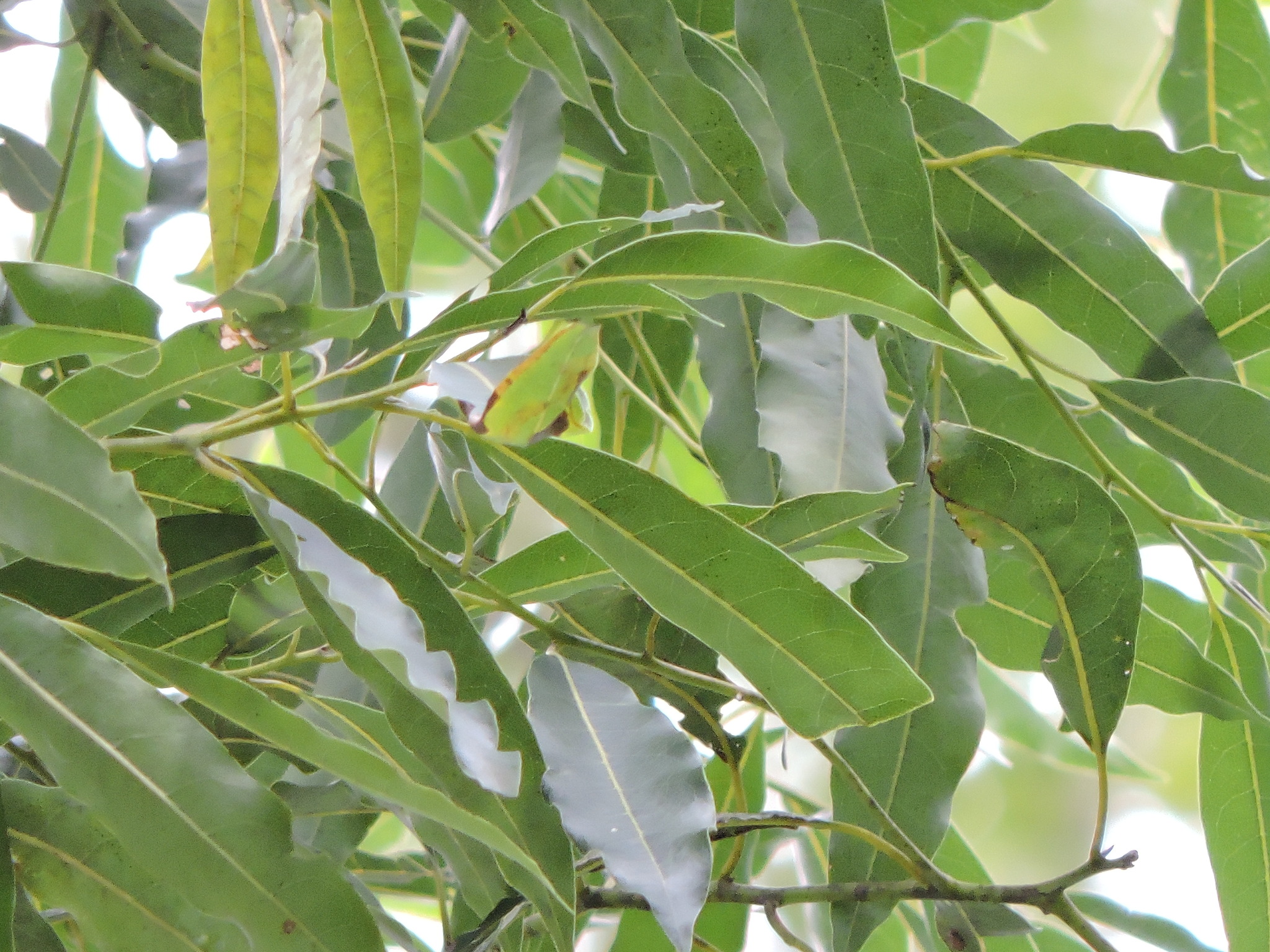 Ocotea puberula