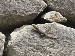 Stenocercus crassicaudatus