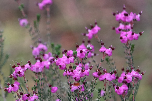 Erica umbellata