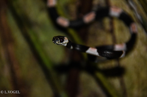 Two-colored Snail-eater