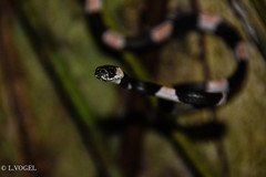 Two-Colored Snail-Eater photo 2
