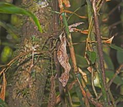 Uroplatus phantasticus