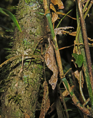Uroplatus phantasticus