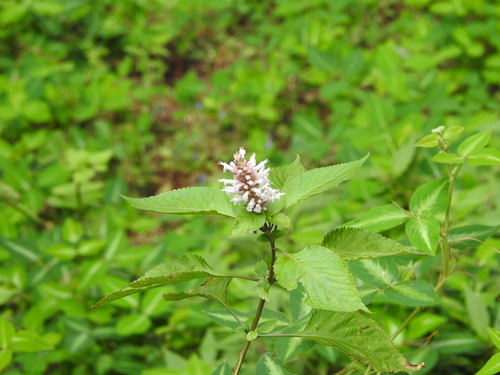 Achyrospermum observed 2026-04-09
