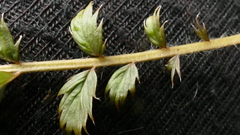 Argentina anserinoides