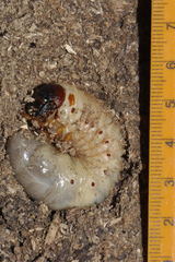 Oryctes nasicornis