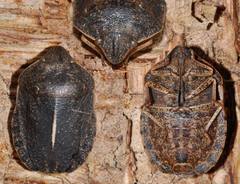 Eurygaster austriaca