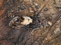 Lepidoptera