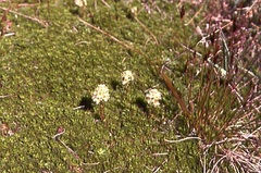 Tofieldia pusilla