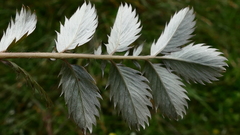 Argentina anserinoides