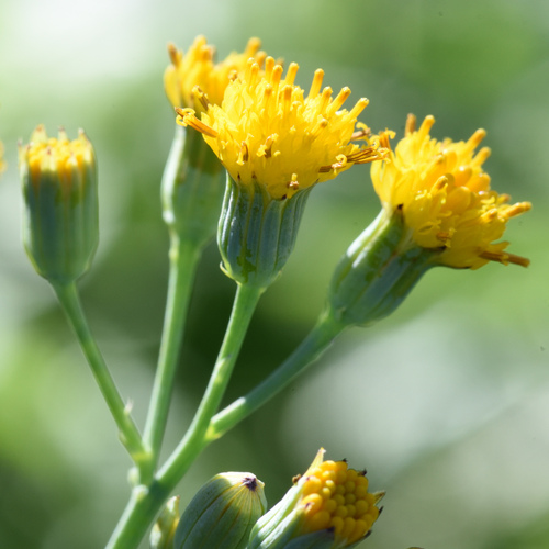 Senecio rhomboideus, photograph 2