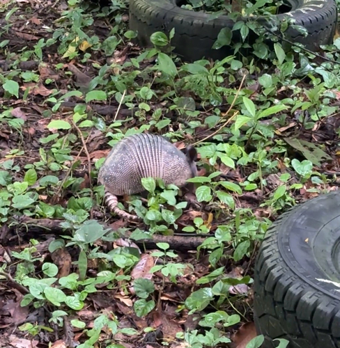 Southern Long-nosed Armadillo observed by maximto