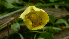 Argentina anserinoides