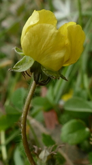 Argentina anserinoides