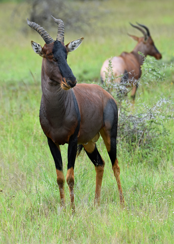 Damaliscus lunatus jimela, Serengeti National Park, Tanzania, by charlie_myles