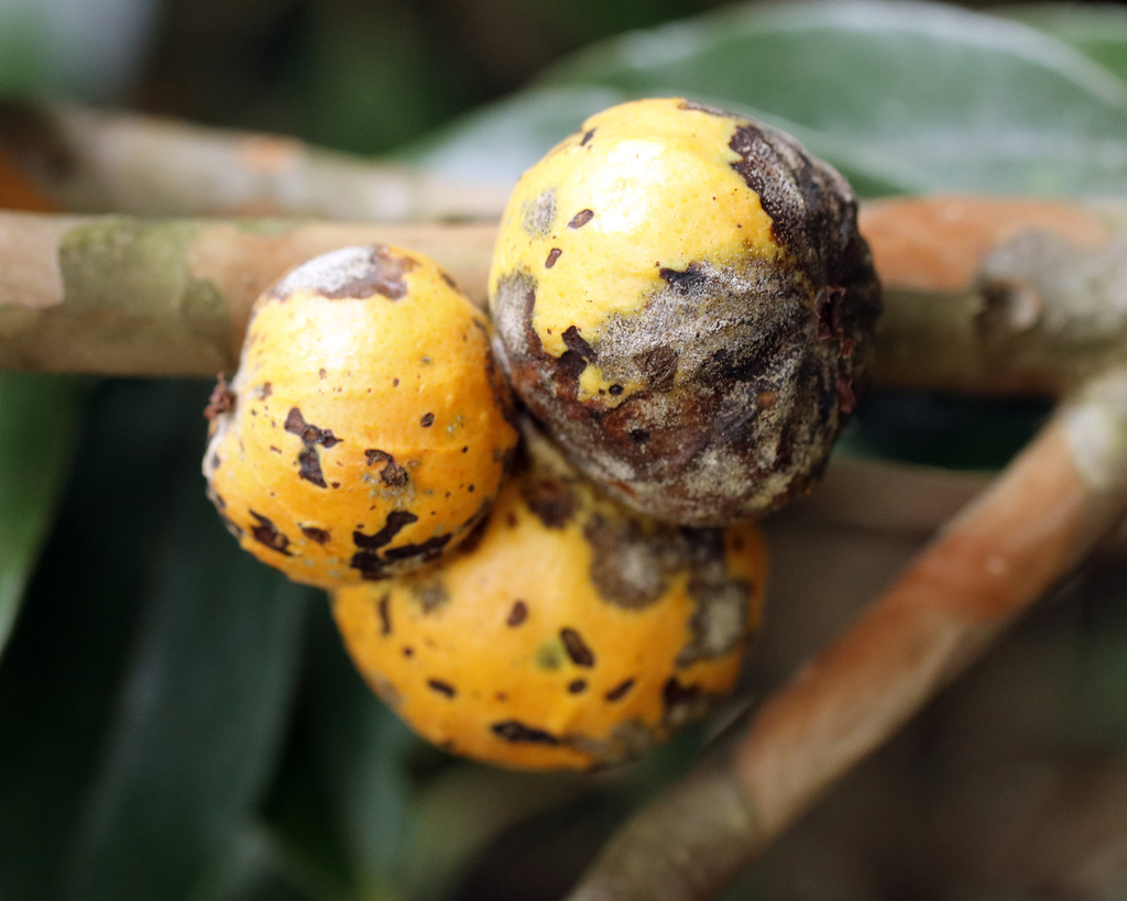 Plinia edulis; photograph author not stated, no rights reserved