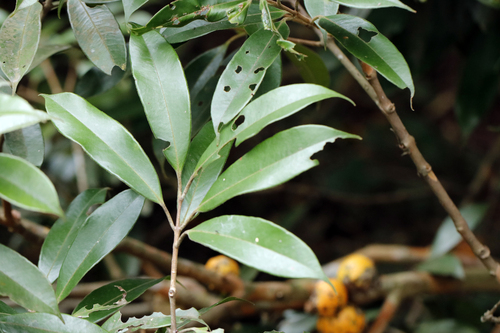 Plinia edulis, photograph 1