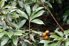 author not stated, no rights reserved Plinia edulis, photograph author not stated, no rights reserved