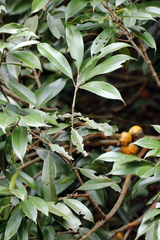 author not stated, no rights reserved Plinia edulis, photograph author not stated, no rights reserved