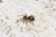 Parapelecopsis nemoralis