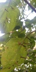 Craneiobia tuba