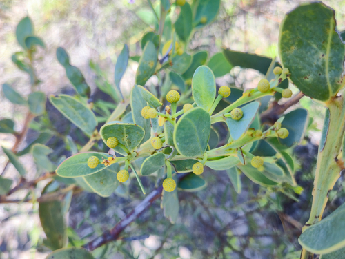 Acacia brachybotrya, photograph 6
