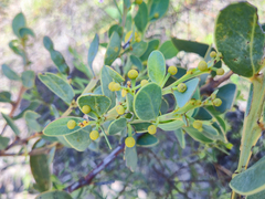 Acacia brachybotrya, photograph (c) Eamonn Culhane, some rights reserved (CC BY)