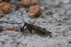 Panorpa meridionalis