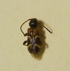 Phymatodes alni