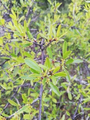 Rhamnus oleoides