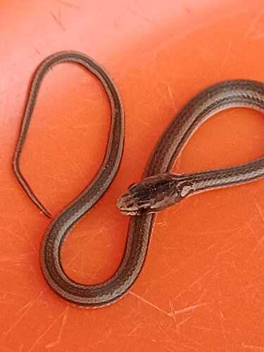 Peters' Running Snake