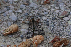 Panorpa meridionalis