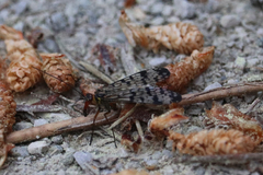 Panorpa meridionalis