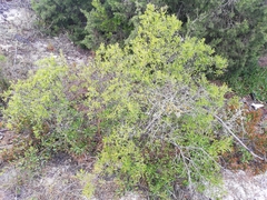 Rhamnus oleoides