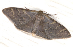 Idaea coercita