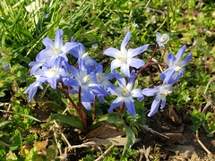 Scilla luciliae