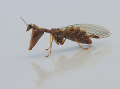 Mantispa styriaca