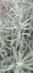 author not stated, no rights reserved Achillea ochroleuca, photograph author not stated, no rights reserved
