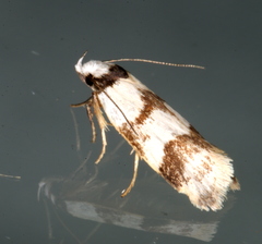 Chezala brachypepla