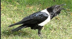 Corvus albus