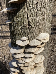 Trametes warnieri