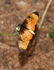 Acraea natalica